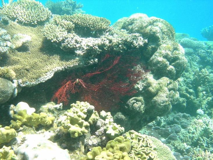 23- Massif corallien - Ilot Kouare.JPG